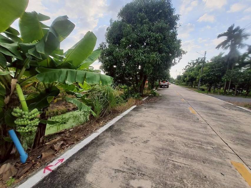 ขายด่วนที่ดินคลองห้า 200 ตารางวา ติดถนนคอนกรีตสาธารณะ ชอย คลองห้า ตต.57 อ.คลองหลวง จ.ปทุมธานี 2