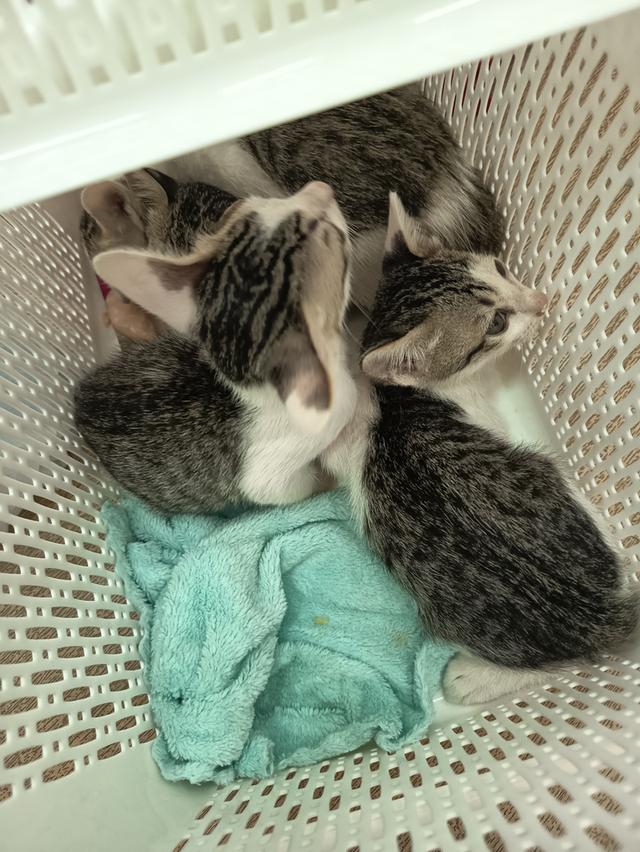 แมวไทย อายุ2ด อยู่กทม 2