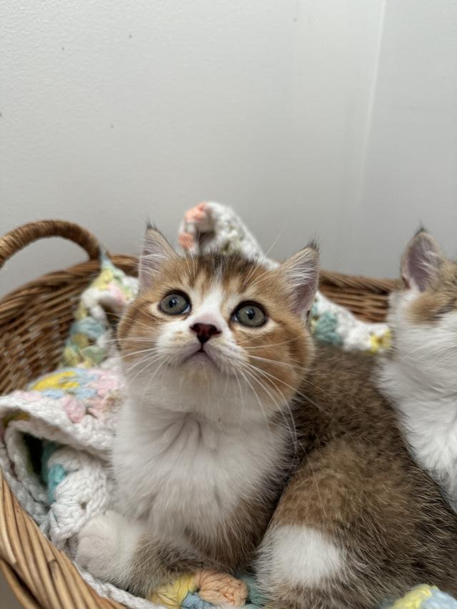 Scottish Fold Kitten  5