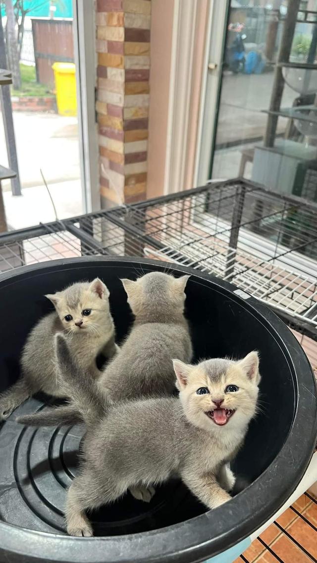 ลูกแมวสามตัวพันธุ์​บริติช ช็อตแฮร์