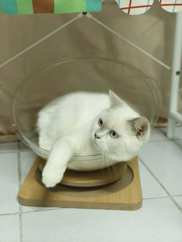 แมว British shorthair 4