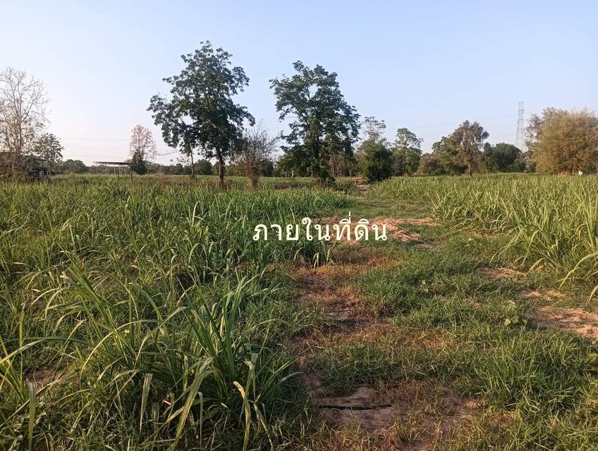 ขายที่ดิน 200 ตรว ต.กุดกว้าง อ.หนองเรือ ขอนแก่นห่างถนนใหญ่ 2 กม ขาย 1.5 แสน 9