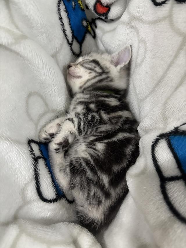 แมว American Shorthair