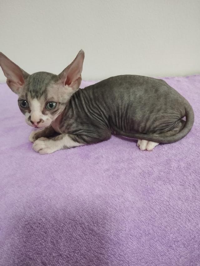 แมวสฟิงซ์ เพศชาย เกิด18/1/2569 รูปที่ 4