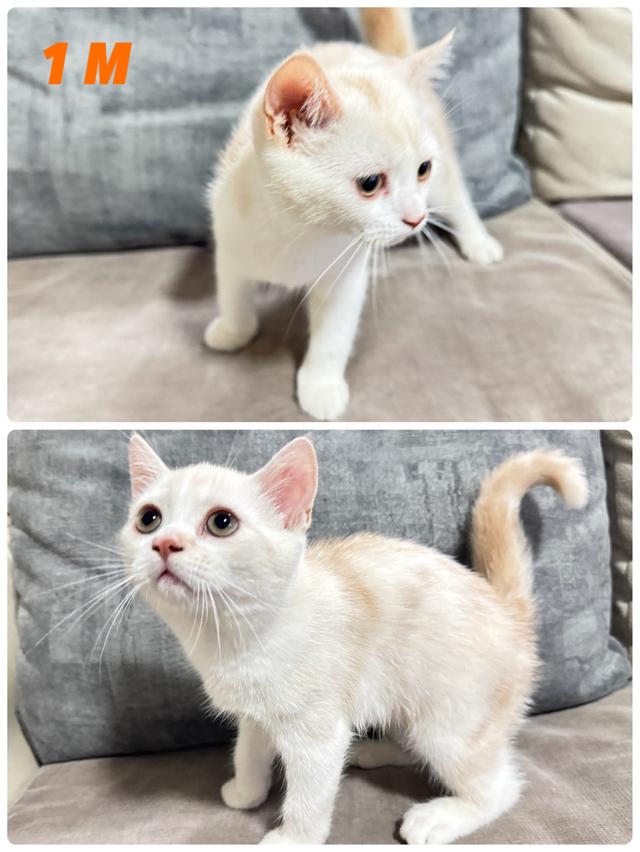 น้องแมวสกอตติช พร้อมย้ายบ้านค่ะ
