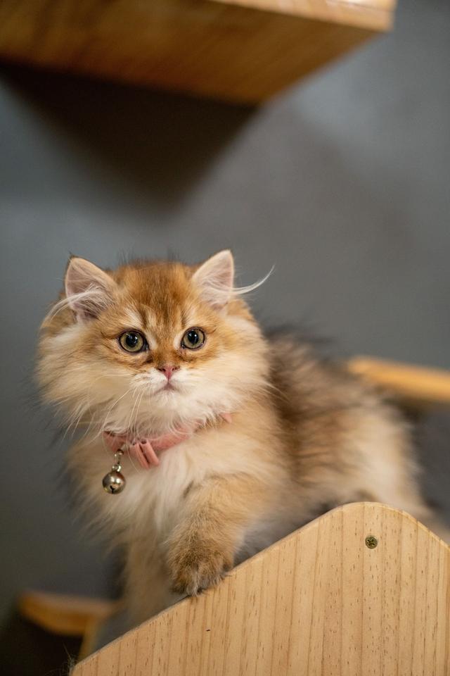 เด็กหญิงบริติช ลองแฮร์ (British Longhair) 13