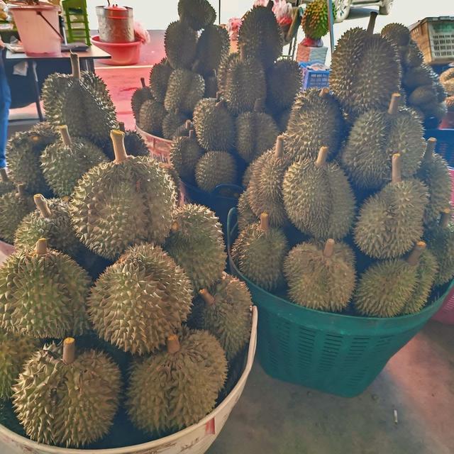 🔥 หลุดจอง! ที่ดิน 6 ไร่ + บ้าน + สวนทุเรียนให้ผลแล้ว (จ.เพชรบูรณ์) 3