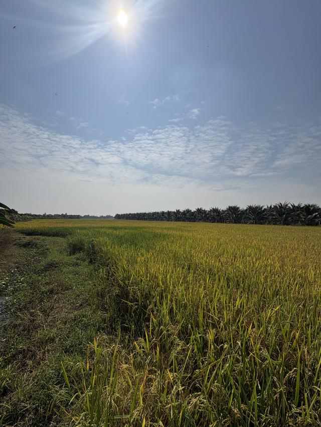 ที่ดิน 6 ไร่ 2 งาน (ติดถนน) ต.คูบัว อ.เมือง จ.ราชบุรี 4