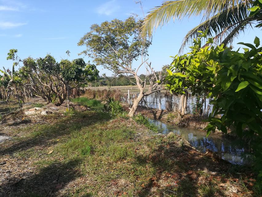 ขายที่ดิน+บ้านสวน อำเภอแม่ริม จังหวัดเชียงใหม่ บรรยากาศธรรมชาติสโลว์ไลฟ์ เหมาะทำคาเฟ่ รีสอร์ท ฟาร์มสเตย์ และธุรกิจเกษตร 6
