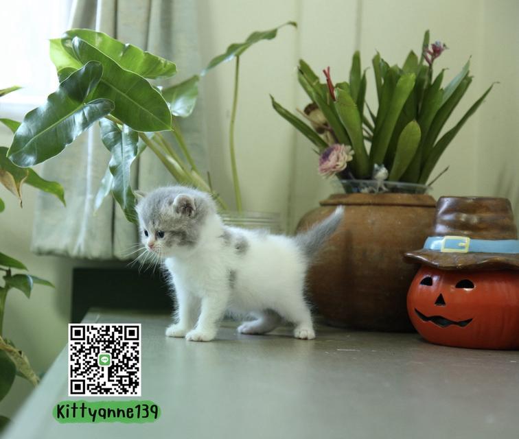 แมวหิมาลายันบริติชแท้