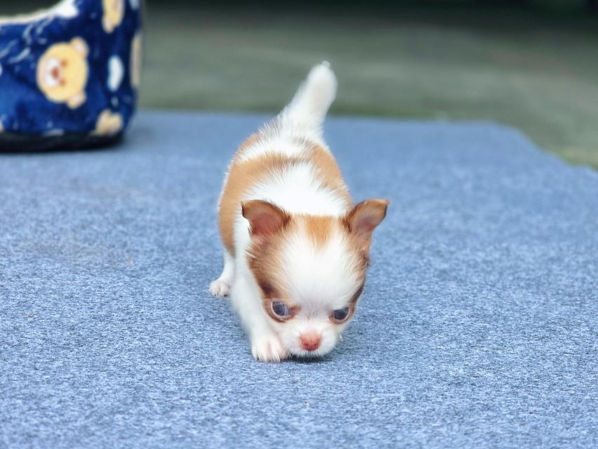 Chihuahuaขนยาวพันธุ์แท้น้องยูโรเพศผู้