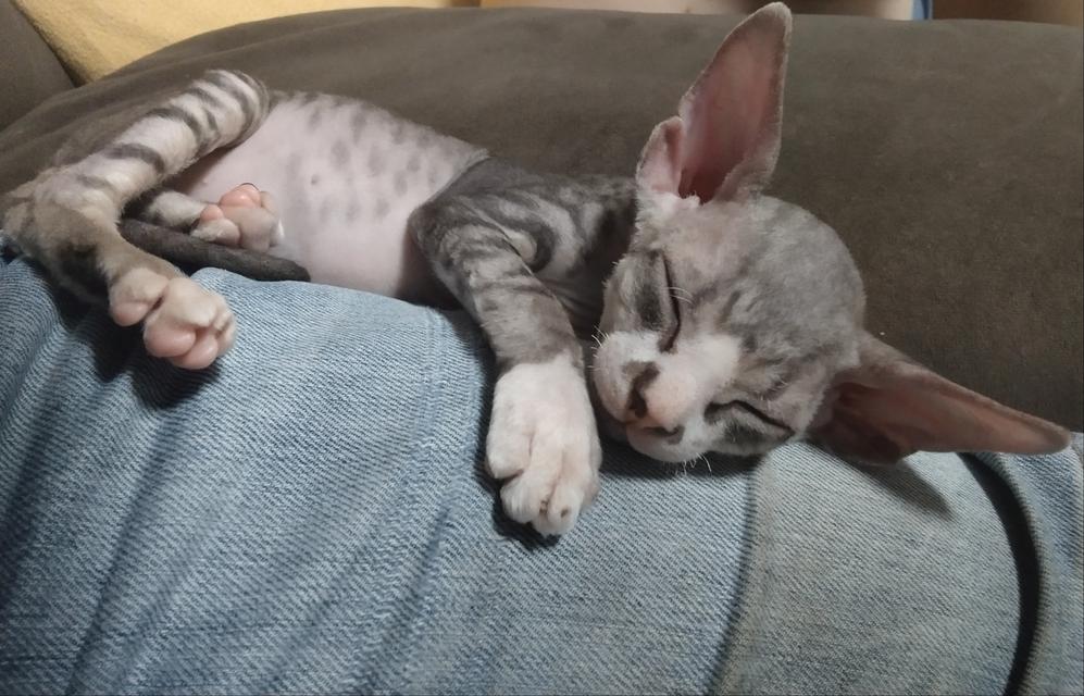 แมวสฟิงซ์ เพศชาย เกิด18/1/2569 รูปที่ 11