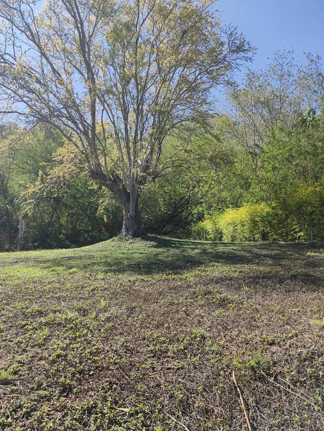 ขายที่ดินพร้อมโฉนด 1-1-32 ตร.ว. อ.ปากช่อง จ.นครราชสีมา ทำเลดี บรรยากาศร่มรื่น ด้านหลังติดภูเขา 2