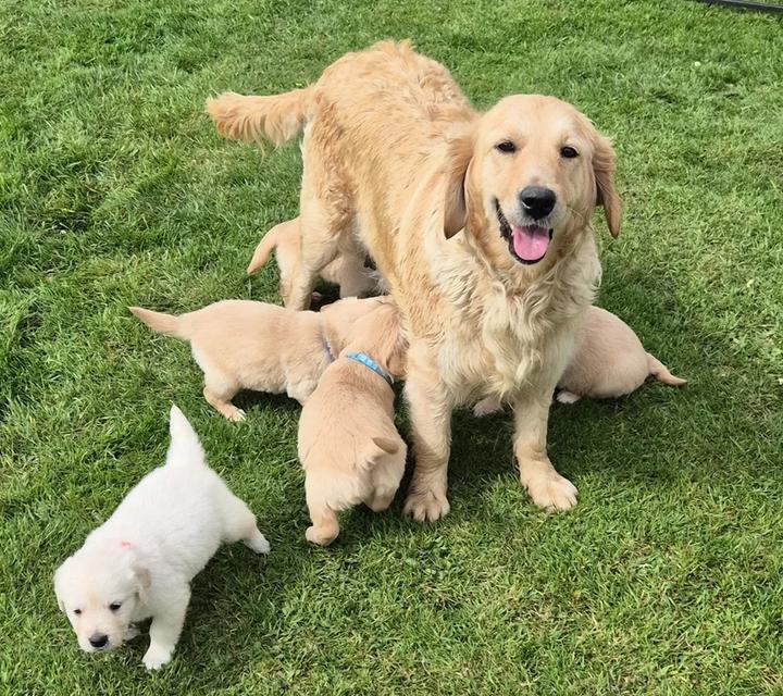 Golden Retriever Puppies