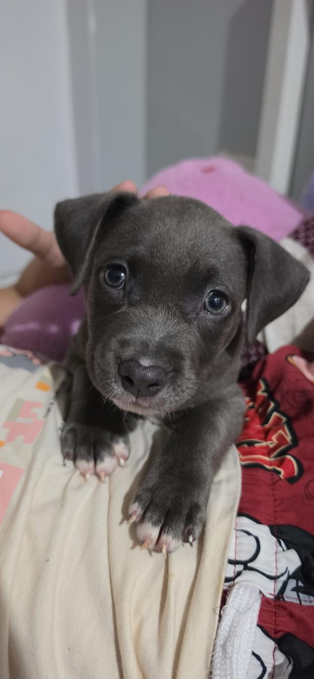 Pitbull puppy ( blue nose )