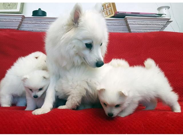 Japanese Spitz puppies | WhatsApp me : +971 58 208 8241 รูปที่ 2