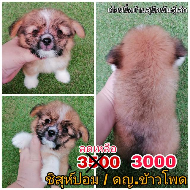 โปรสิ้นปี ชิสุห์ผสมพร้อมย้าย