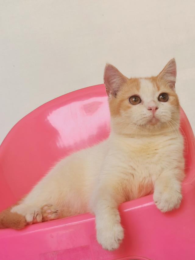 สัตว์เลี้ยงน้องแมวพันธุ์สก๊อตติช