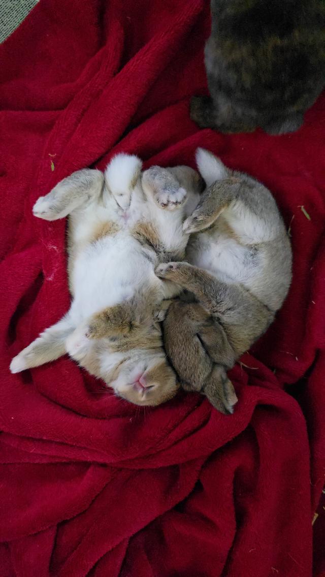 กระต่ายมินิเร็กซ์,ฮอลแลนด์ลอป,นิวซีแลนด์ไวท์ 17