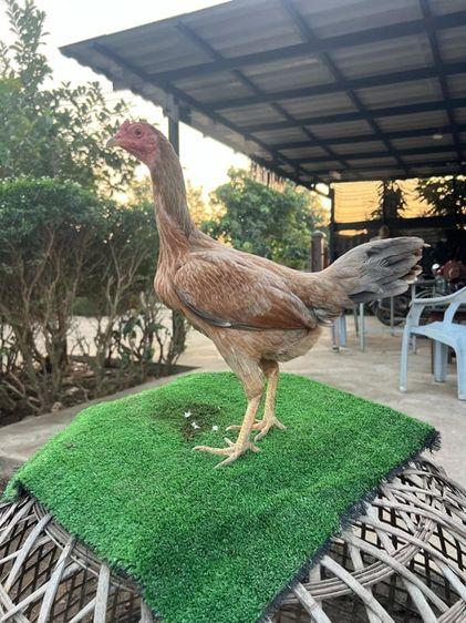 ไก่ชนพม่า ราคาดี 3