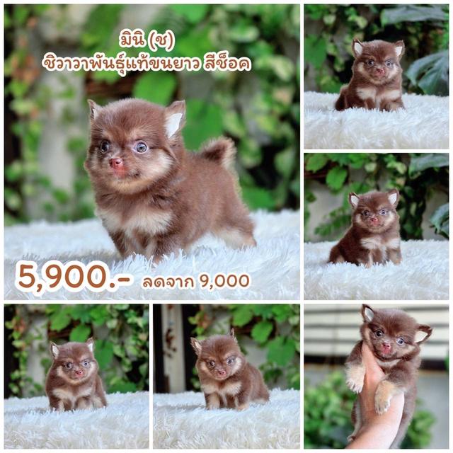 ชิวาวาแท้ขนยาว พร้อมย้ายบ้าน