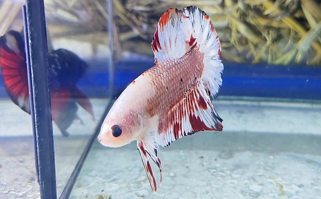นีโม่โค่ย (Koi Betta) สีหลุมติดลายไฟ 8