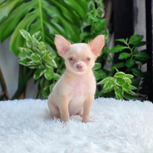 น้องดีแลนชิวาวาขนสั้นเพศผู้อายุ2เดือนพร้อมย้ายบ้านมีบริการส่งเก็บปลายทาง