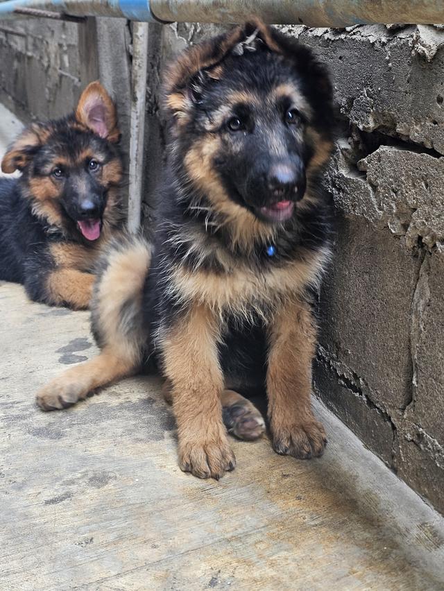 ลูกสุนัขสุนัขเยอรมันเชพเพิร์ด รูปที่ 3