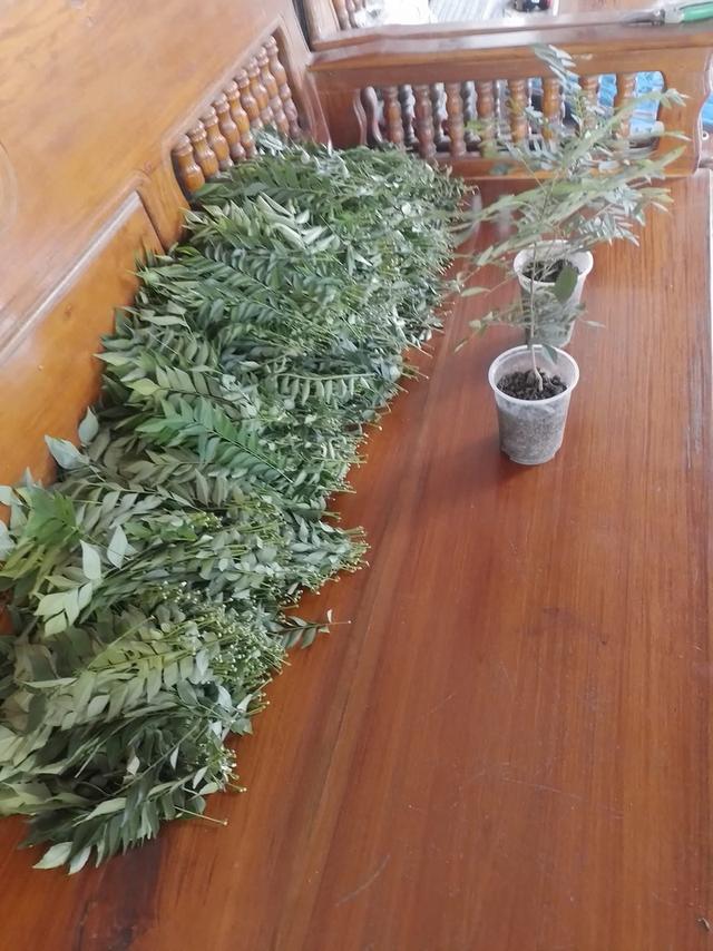 ใบหอมแขก ใบกะหรี่ ใบแแกง (curry leaves) รูปที่ 2