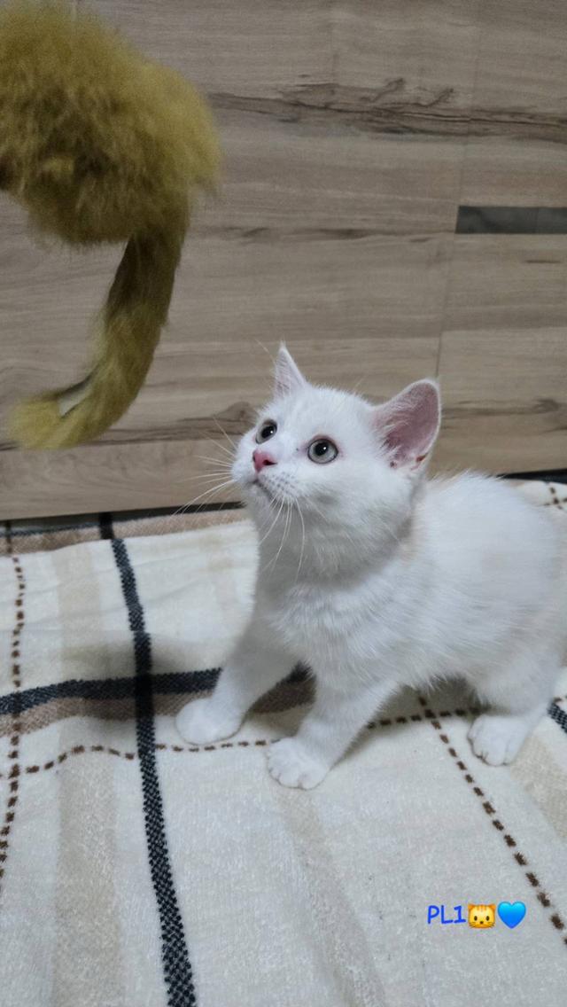 น้องแมวพร้อมย้ายบ้าน