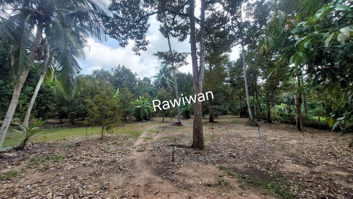 ขายที่ดิน สวนทุเรียน 2ไร่100ตรว. จ.ชุมพร 2