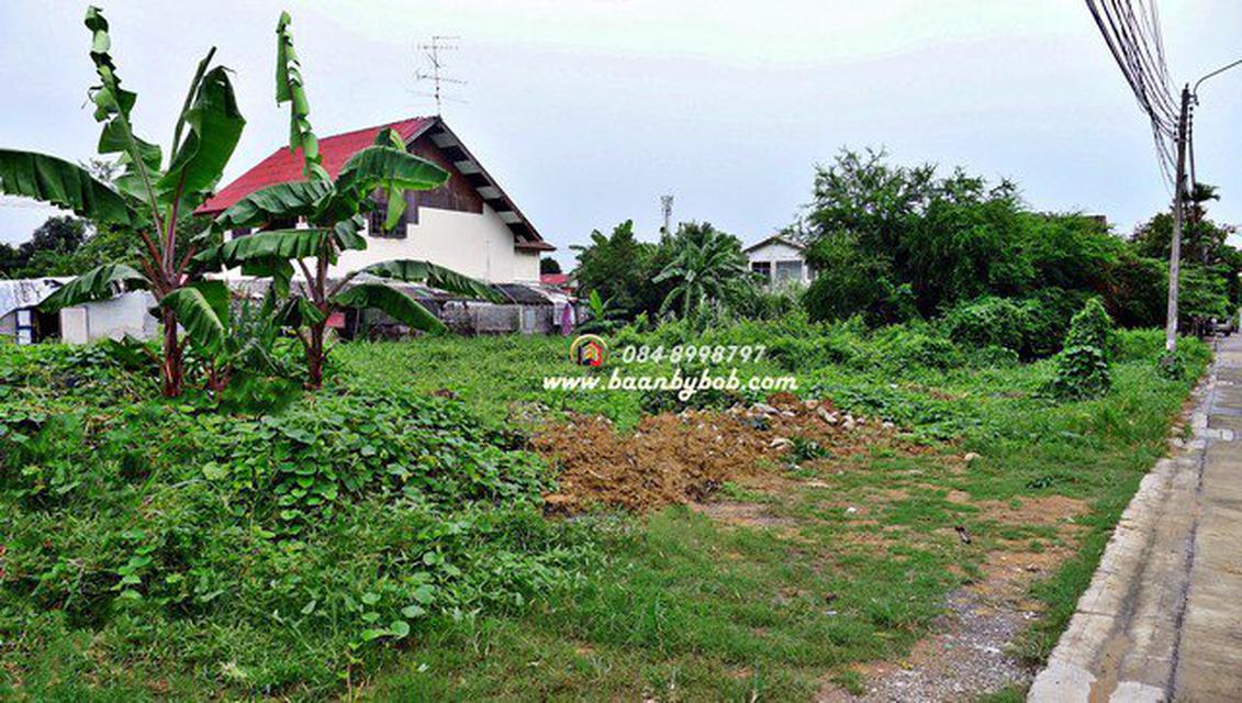 ขายที่ดิน พุทธมณฑล สาย1 272 ตร.วา