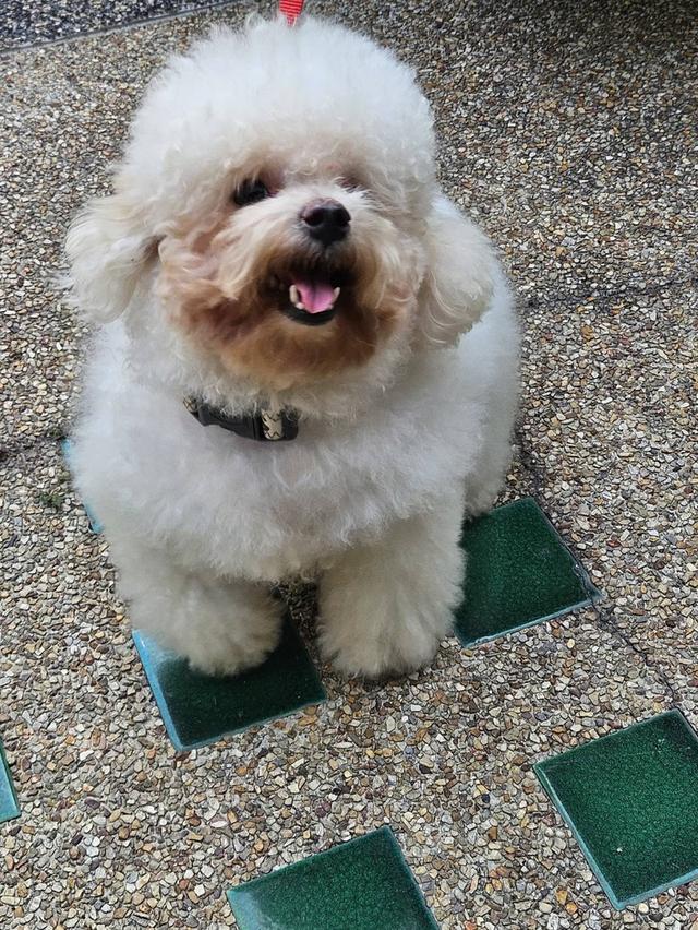 สุนัขสายพันธุ์บิชองอายุ 2 ปี รูปย่อยที่ 4