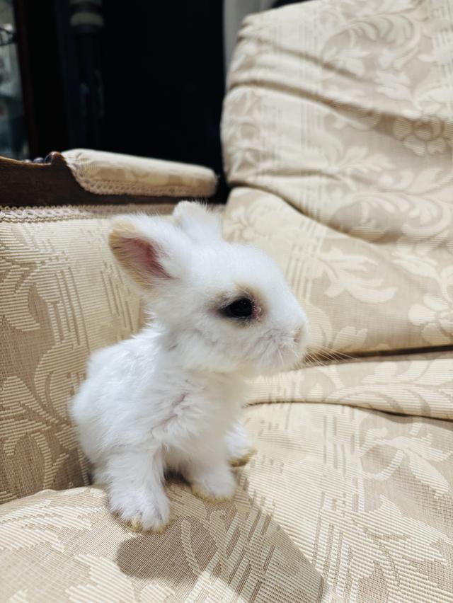Teddy Bear Rabbit