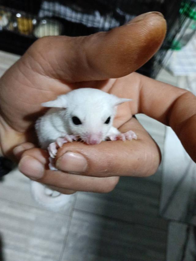 ชูก้าไกลเดอร์ ลูซิติก ญ อายุ 2 เดือน