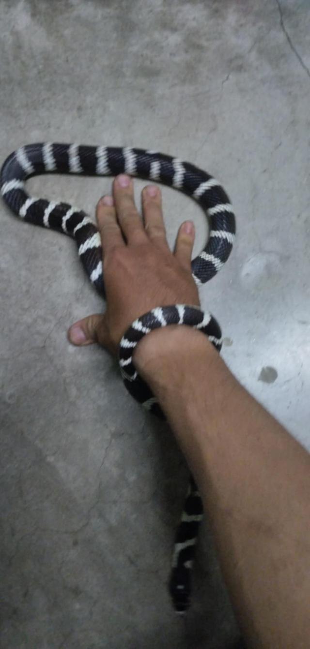  California Kingsnake High White 2