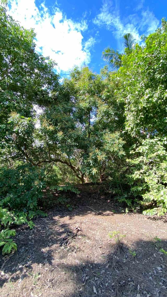 ขายที่ดินเปล่า ทำเลดี  ต.หนองกุ่ม อ.บ่อพลอย จ.กาญจนบุรี 6