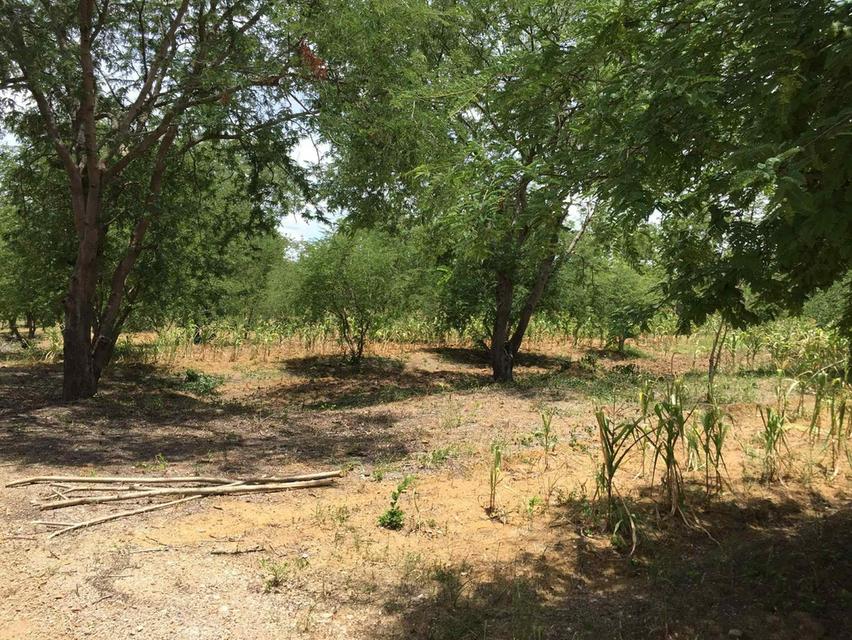 ขายที่ดิน ขายดินเมืองเพชรบุรณ์ ขายที่ดินอำเภอเมือง 8