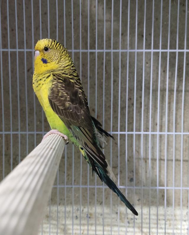 กรีน BW สปริทบลู