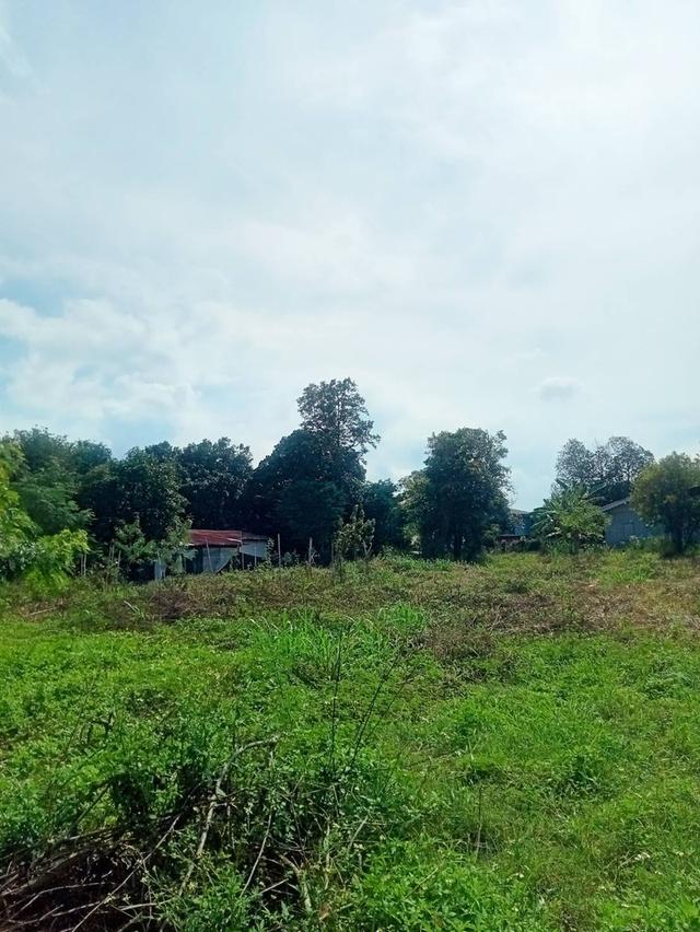 ที่ดิน ต.ขนงพระ อ.ปากช่อง 10