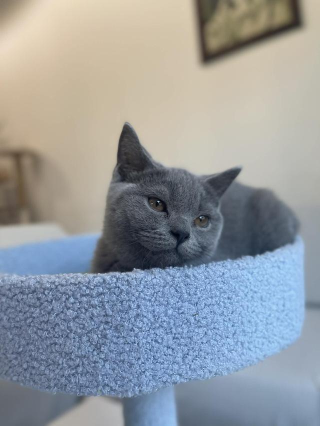 British Shorthair พร้อมใบ WCF ดช รูปที่ 7