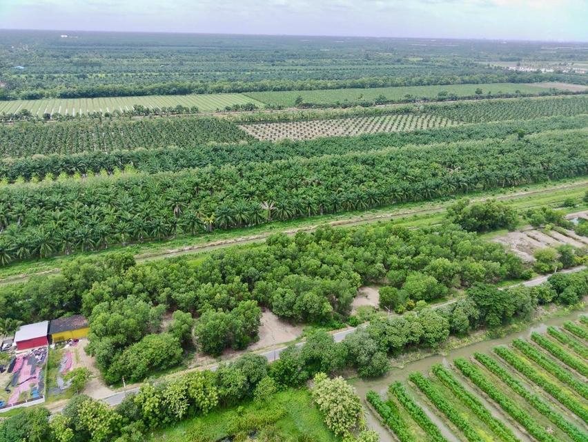 ที่ดินสวย คลอง 9 ปทุมธานี ทำเลดี ถมแล้วพร้อมสร้าง ตำบล บึงชำอ้อ อำเภอ หนองเสือ ปทุมธานี 6