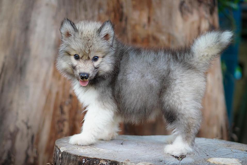 ไซบีเรียนฮัสกี้ Siberian husky 3