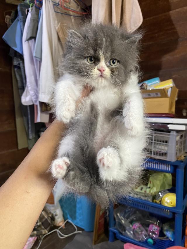 เปอร์เซียแท้ ผู้ชายตัวสุดท้าย