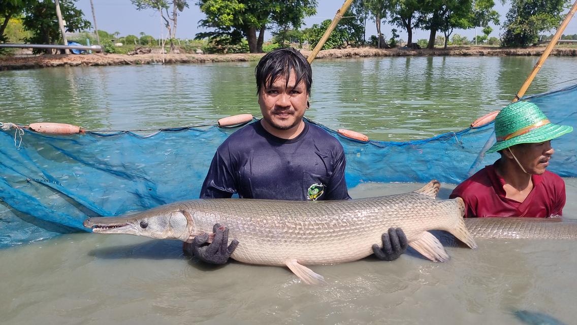 จำหน่าย ปลาใหญ่ ปลาแปลก แบบมีชีวิต 19