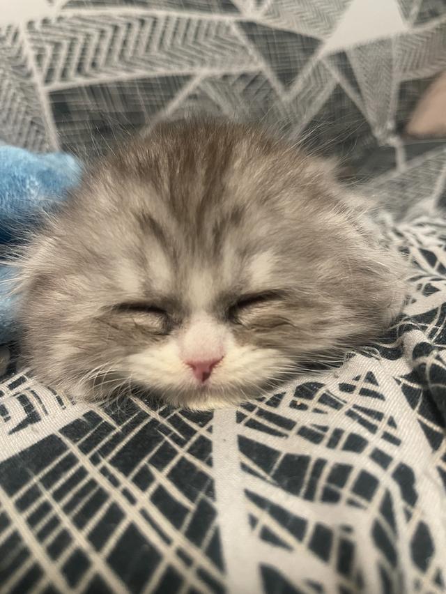 พร้อมย้ายเด็กหญิง(สก็อตติชโฟลด์ผสม)