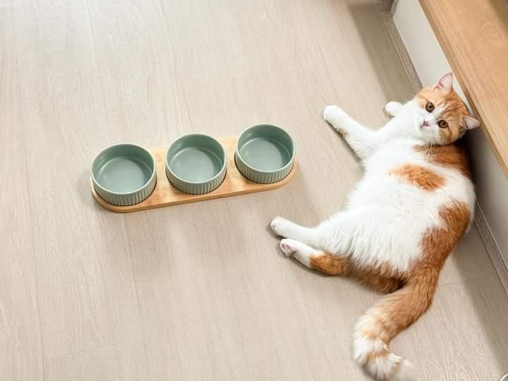 ขายชามอาหารแมวทุกรูปแบบ 2