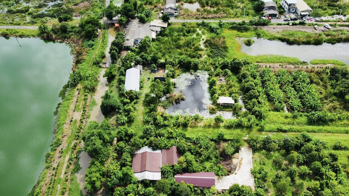 ขายด่วน บ้านสวนคลองสามวา กรุงเทพ พื้นที่ 2 ไร่ 6