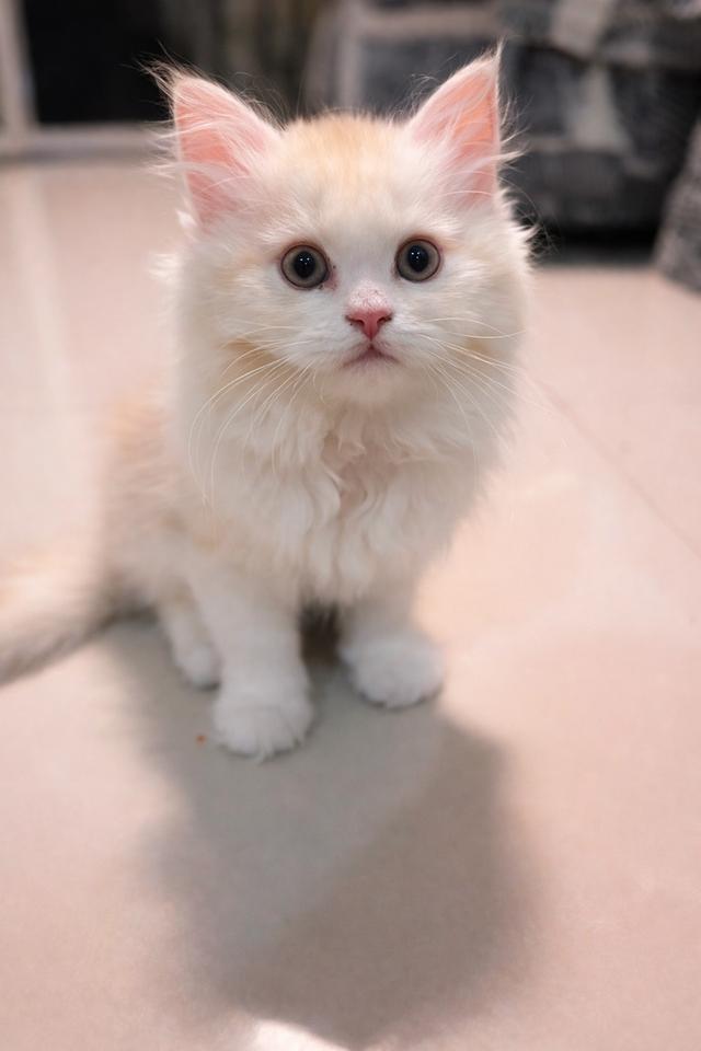 เด็กชายพร้อมย้าย 3 เดือน