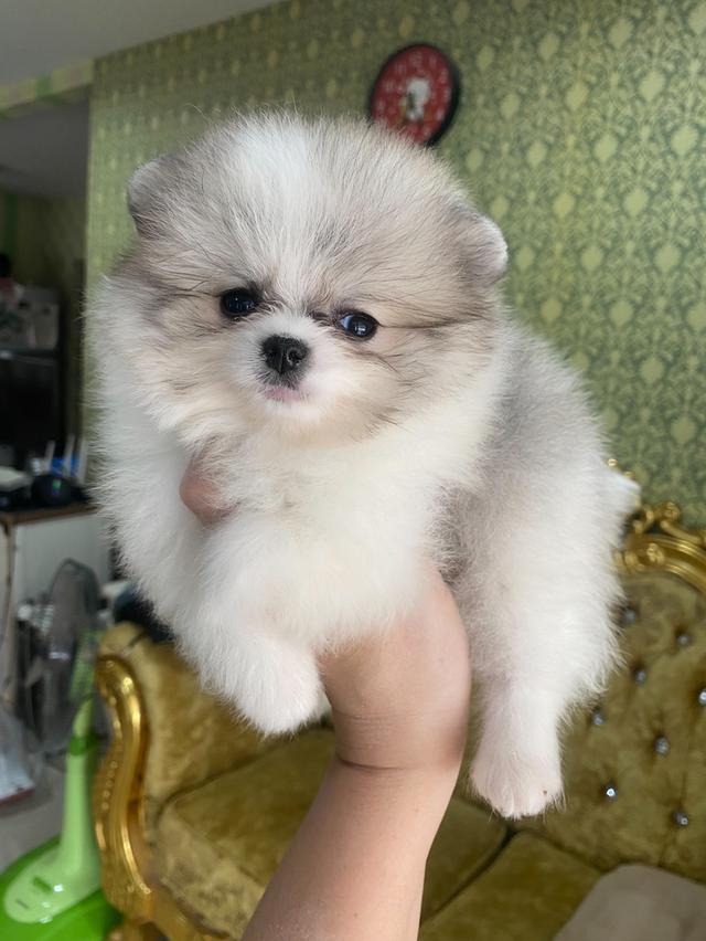 ปอมเมอเรเนียนแท้ เด็กๆพร้อมย้ายบ้านทุกตัวจ้า รูปที่ 4